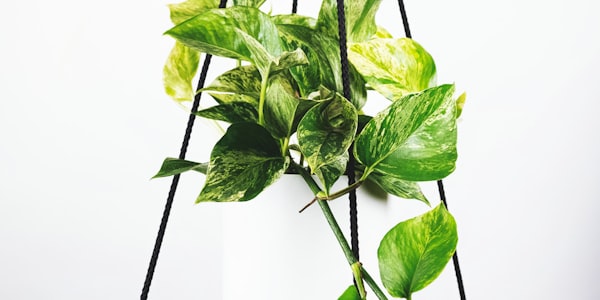 世界杯历史经典进球瞬间的慢动作回放合集画面